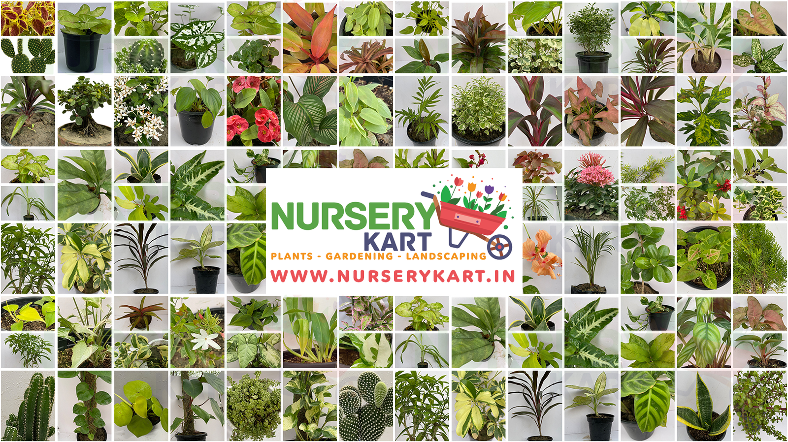 Nursery Kart: Your One-Stop Destination for Online Plant Shopping